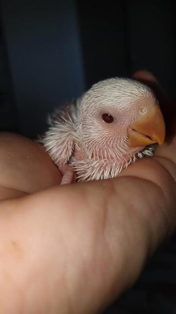 ⚠️️2handtamme agapornis roseicollis babys ️♂️♀ter reservatie beschikbaar voor biedingen