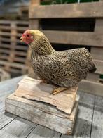Wyandotte hennen, Vrouwelijk, Kip