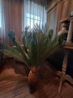 Prachtige kunst Cycas palm, Huis en Inrichting, Woonaccessoires | Kunstplanten en Kunstbloemen, Ophalen