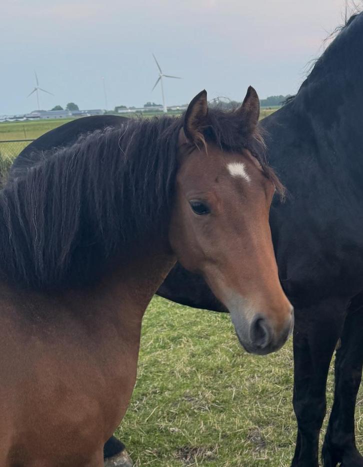 Talentvolle D-pony merrie, Dieren en Toebehoren, Pony's, Merrie, 3 tot 6 jaar, Ontwormd