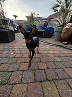 Mooie gezonde dwerg pincher pup reutje mag gelijk mee klikt, Parvo, Overige rassen, 8 tot 15 weken, Meerdere