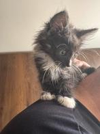 Kittens te koop, Dieren en Toebehoren, Meerdere dieren, Ontwormd, 0 tot 2 jaar