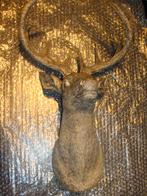 herten kop, Ophalen, Zo goed als nieuw