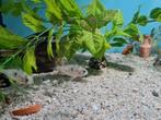 Microgeophagus Altispinosa dwergcichliden, Dieren en Toebehoren, Vissen | Aquariumvissen, Vis, Zoetwatervis