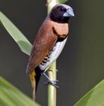 Koppel Bruinborstrietvink beschikbaar., Meerdere dieren, Tropenvogel, Geringd