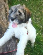 Tibetaanse Terriër pup, Dieren en Toebehoren, CDV (hondenziekte), Overige rassen, 8 tot 15 weken, Meerdere