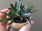 Kalanchoe Kewensis, Huis en Inrichting, Ophalen of Verzenden, Vetplant
