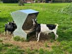 Grote bonte geit, Dieren en Toebehoren, Schapen, Geiten en Varkens, Vrouwelijk, Geit