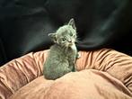 Kittens te koop, Dieren en Toebehoren, Meerdere dieren, 0 tot 2 jaar