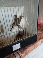 Te koop  ; Roodmussen, Dieren en Toebehoren, Vogels | Kanaries, Meerdere dieren, Kleurkanarie