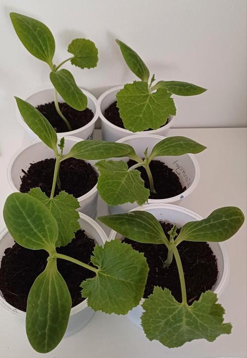 Mooie frisse courgette planten

1,00 per stuk., Tuin en Terras, Planten | Tuinplanten, Eenjarig, Groenteplanten, Volle zon, Zomer