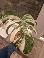Monstera Deliciosa Albo Variegata stekken kamerplant, Ophalen of Verzenden, Overige soorten, Minder dan 100 cm