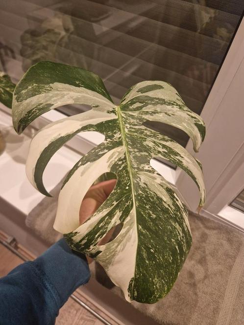 Monstera Deliciosa Albo Variegata stekken kamerplant, Huis en Inrichting, Kamerplanten, Overige soorten, Minder dan 100 cm, Ophalen of Verzenden