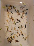 Low grade Neocaridina garnalen rood/geel/blauw, Kreeft, Krab of Garnaal, Zoetwatervis