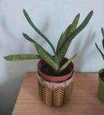 Gasteria, Huis en Inrichting, Ophalen, Halfschaduw, Minder dan 100 cm