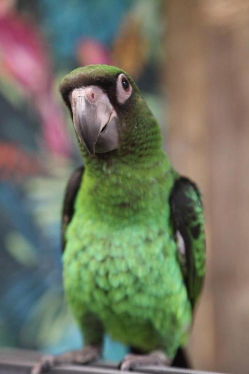 Jonge | Jardine | Papegaai | Tam | Lief, Dieren en Toebehoren, Vogels | Parkieten en Papegaaien, Papegaai, Meerdere dieren, Pratend