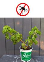 Citroengeranium Pelargonium Graveolens Bontrosai Stek, Overige soorten, Ophalen of Verzenden, In pot, Minder dan 100 cm