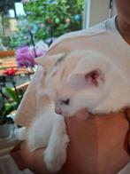 1 witte prachtige katter uit Breda., Dieren en Toebehoren, Kater, Kortharig