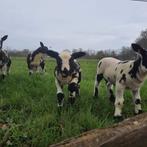 Gezocht grasland voor begrazing schapen, Dieren en Toebehoren, Vrouwelijk, Schaap
