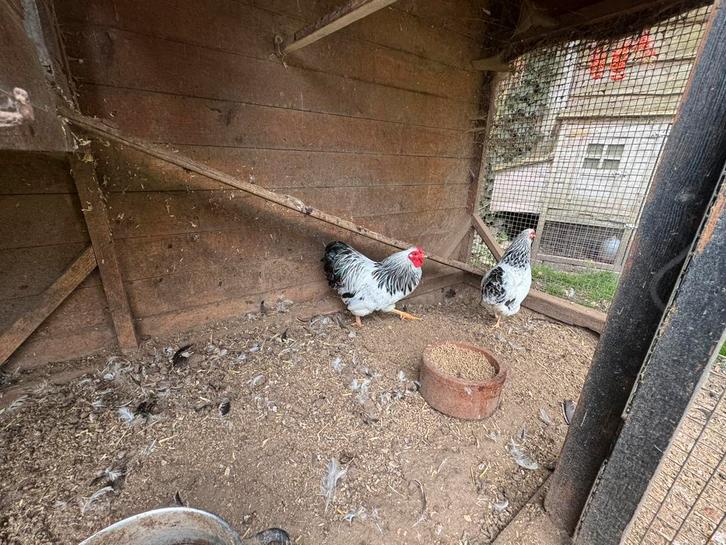 Diverser orpingtonkriel hennen en hanen choclate en wyandott, Dieren en Toebehoren, Pluimvee, Kip, Meerdere dieren