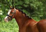Super springtalent 1.34m ruin, B, Gechipt, Ruin, Springpony