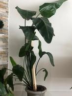 Strelitzia plant 180 cm, Huis en Inrichting, Ophalen, Overige soorten, 150 tot 200 cm