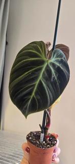 Philodendron el choco, Ophalen of Verzenden, Overige soorten, Minder dan 100 cm