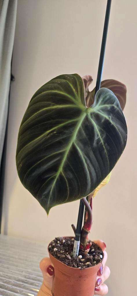 Philodendron el choco, Huis en Inrichting, Kamerplanten, Overige soorten, Minder dan 100 cm, Ophalen of Verzenden