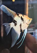 Jonge Koi Maanvissen, Dieren en Toebehoren, Vis