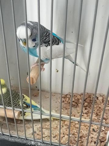 Te koop diverse vogels  beschikbaar voor biedingen