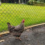 Twee hennen koekkoek, Dieren en Toebehoren, Pluimvee, Vrouwelijk, Kip