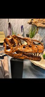 Replica dino schedel, Verzamelen, Mineralen en Fossielen, Ophalen