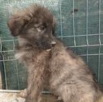 SAMMIE, LIEF PUPPENKIND, IN ASIEL OPZOEK NAAR WARMTE, Particulier, 15 weken tot 1 jaar, Reu, Buitenland