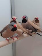 Spitstaart amadines, Dieren en Toebehoren, Vogels | Overige Vogels, Meerdere dieren, Tropenvogel, Geringd