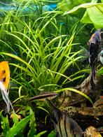 Aquarium planten, Dieren en Toebehoren, Vissen | Aquaria en Toebehoren, Ophalen, Plant(en), Steen of Hout