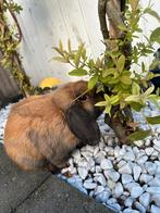 Lief dwergkonijntje Bunny zoekt een nieuw huisje, Mannelijk, Dwerg