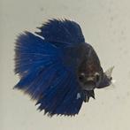 Betta splendens vrouw 61, Vis