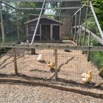 5 lieve krielkippen zoeken nieuw huis, Dieren en Toebehoren, Pluimvee, Meerdere dieren, Kip