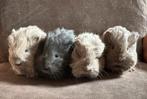 Langharige jonge cavia's sheltie coronet lavendel blauw, Dieren en Toebehoren, Ophalen