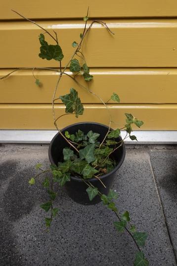 Klimop / hedera - 5 stekken groenblijvende klimplant stekjes beschikbaar voor biedingen