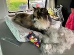 Kattentrimsalon Moeders Mooiste, Dieren en Toebehoren, Geslacht onbekend, Langharig