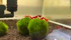 Neocaridina Bloody Mary High Grade, Kreeft, Krab of Garnaal