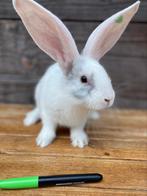 Duitse reus baby’s, Meerdere dieren, Groot