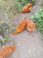 New Hampshire  groot, Dieren en Toebehoren, Pluimvee, Vrouwelijk, Kip