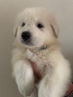 Witte Herder, CDV (hondenziekte), 8 tot 15 weken, Meerdere, Meerdere dieren