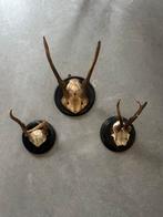 Geweien 3 stuks hertengewei reegewei, Verzamelen, Ophalen of Verzenden, Zo goed als nieuw, Beeldje of Figuurtje