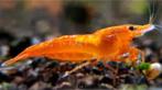 Neocaridina spec. SCHAINING ORANGE Garnaal - Koidreams, Dieren en Toebehoren, Vissen | Aquariumvissen, Kreeft, Krab of Garnaal