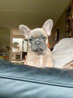 Franse Bulldog pup uit geteste ouders, CDV (hondenziekte), Particulier, Bulldog, 8 tot 15 weken