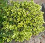 Gratis struiken aangeboden, Tuin en Terras, Planten | Struiken en Hagen, Ophalen, Overige soorten