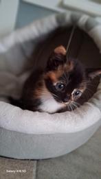 3 katen, Dieren en Toebehoren, Katten en Kittens | Dekkaters, 0 tot 2 jaar